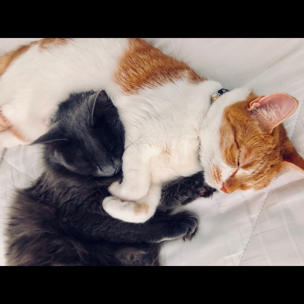 Meet your Posher, Callie